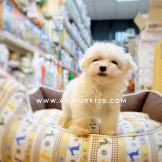 Quality Maltese Pufppies - Maltese Dog