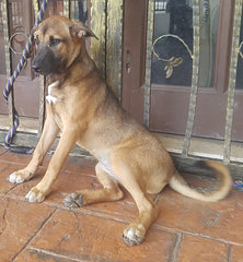 PF88645 - Mixed Breed Dog