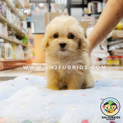 Adorable Female Maltese Mix Poodle Pups - Maltese + Poodle Dog