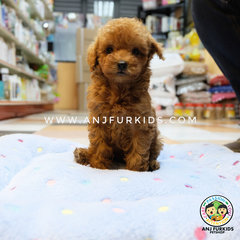 Quality Super Red Brown Toy1 Poodle Pups - Poodle Dog