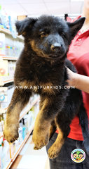 Quality Big Bone German Sheherd Puppies - German Shepherd Dog Dog