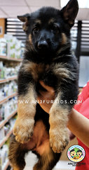 Quality Big Bone German Sheherd Puppies - German Shepherd Dog Dog