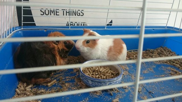 Buster &amp; Tucker  - Guinea Pig Small & Furry