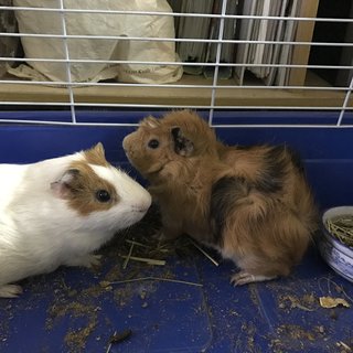 Buster &amp; Tucker  - Guinea Pig Small & Furry