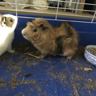 Buster &amp; Tucker  - Guinea Pig Small & Furry