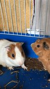 Buster &amp; Tucker  - Guinea Pig Small & Furry