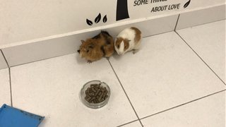 Buster &amp; Tucker  - Guinea Pig Small & Furry