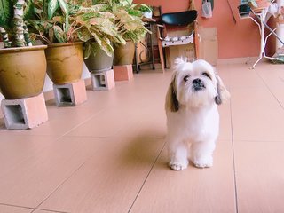 Hoon - Shih Tzu Dog