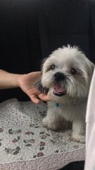 Hoon - Shih Tzu Dog