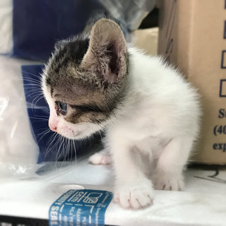 Mother &amp; Kitten - Domestic Short Hair Cat