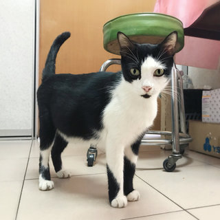 Mother &amp; Kitten - Domestic Short Hair Cat