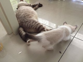 2 Adorable Kittens Up For Adoption - Singapura + Domestic Medium Hair Cat