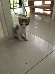 2 Adorable Kittens Up For Adoption - Singapura + Domestic Medium Hair Cat