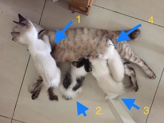 2 Adorable Kittens Up For Adoption - Singapura + Domestic Medium Hair Cat