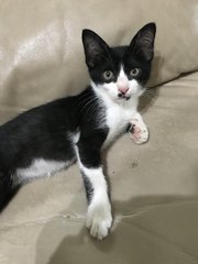 Oreo - Domestic Short Hair Cat