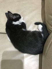 Oreo - Domestic Short Hair Cat