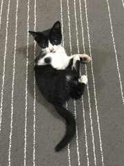 Oreo - Domestic Short Hair Cat