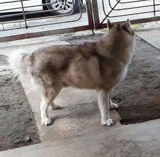 Snowball - Husky Dog