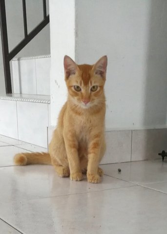 Coolmo - Domestic Short Hair Cat