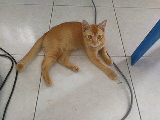 Coolmo - Domestic Short Hair Cat