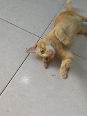 Coolmo - Domestic Short Hair Cat