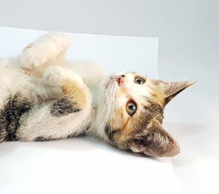 Bonnie - Domestic Medium Hair Cat