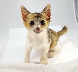 Bonnie - Domestic Medium Hair Cat
