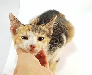 Bonnie - Domestic Medium Hair Cat