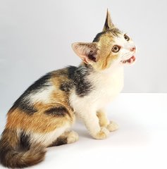 Bonnie - Domestic Medium Hair Cat