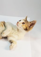 Bonnie - Domestic Medium Hair Cat