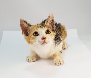 Bonnie - Domestic Medium Hair Cat