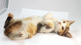 Bonnie - Domestic Medium Hair Cat