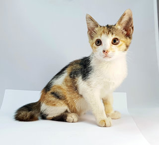 Bonnie - Domestic Medium Hair Cat
