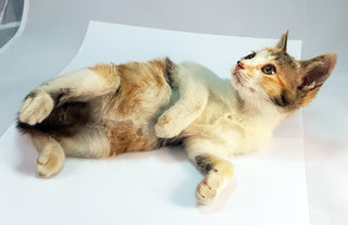 Bonnie - Domestic Medium Hair Cat