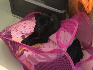 one of his favourite spots - the laundry bag!