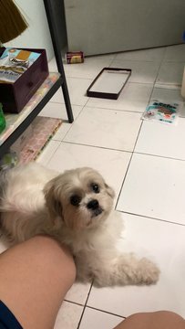 Cotton - Shih Tzu Dog