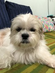 Cotton - Shih Tzu Dog