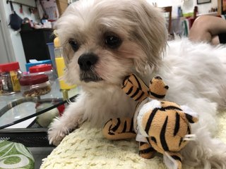 Cotton - Shih Tzu Dog