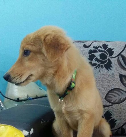 Kimono - Golden Retriever Mix Dog