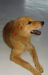 Melody - Golden Retriever Mix Dog