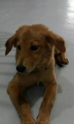 Melody - Golden Retriever Mix Dog