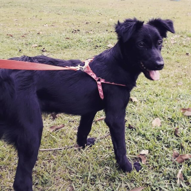 Comet The Fluffy Pup - Labrador Retriever Mix Dog