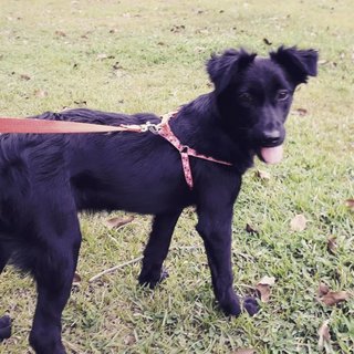 Comet The Fluffy Pup - Labrador Retriever Mix Dog