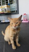 Mr. Koochi - Domestic Short Hair Cat