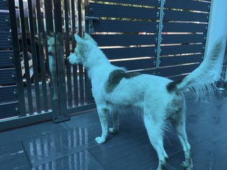 PF88738 - Siberian Husky Mix Dog