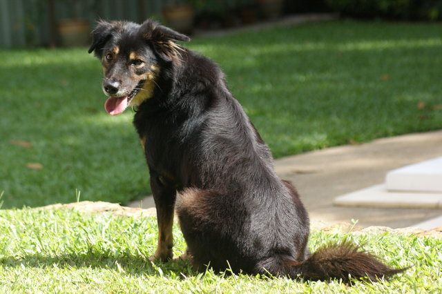 Bailey - Border Collie Dog