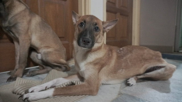 3 Little Playful Puppy  - Mixed Breed Dog