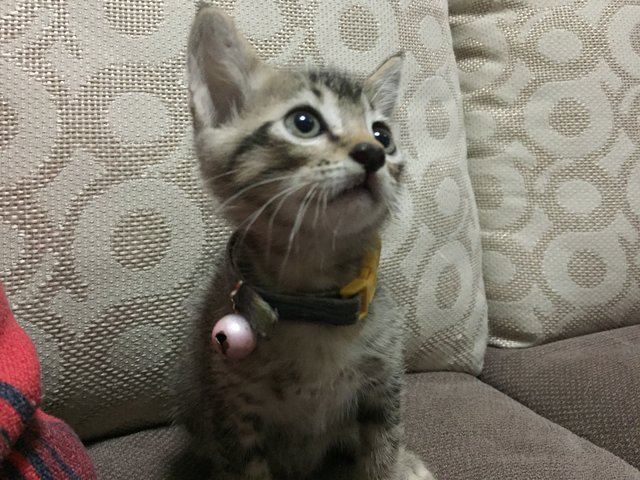 Lemon Raya - Domestic Short Hair Cat