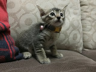 Lemon Raya - Domestic Short Hair Cat