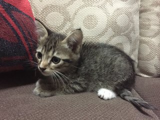 Kiwi Raya - Domestic Short Hair Cat